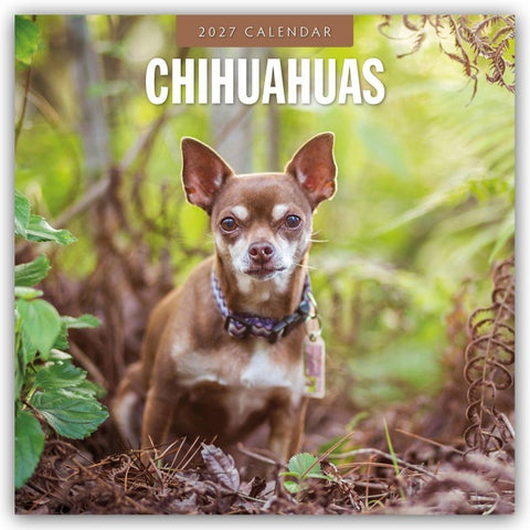 Chihuahuas – Chihuahua 2027 – 16-Monatskalender