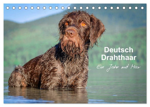 Deutsch Drahthaar - Ein Jahr mit Max (Tischkalender 2026 DIN A5 quer), CALVENDO Monatskalender
