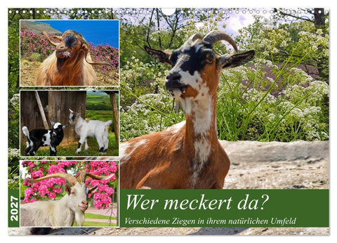 Wer meckert da? (Wandkalender 2027 DIN A3 quer), CALVENDO Monatskalender