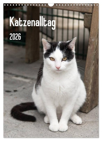Katzenalltag 2026 (Wandkalender 2026 DIN A3 hoch), CALVENDO Monatskalender