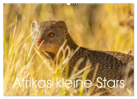 Afrikas kleine Stars (Wandkalender 2027 DIN A2 quer), CALVENDO Monatskalender