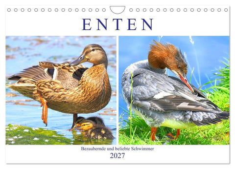 Enten. Bezaubernde und beliebte Schwimmer (Wandkalender 2027 DIN A4 quer), CALVENDO Monatskalender