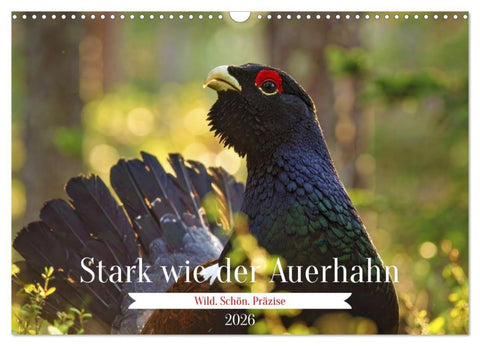 Stark wie der Auerhahn (Wandkalender 2026 DIN A3 quer), CALVENDO Monatskalender