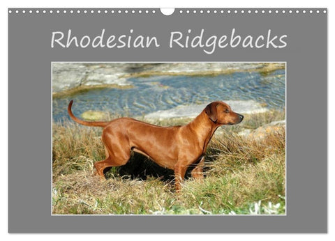 Rhodesian Ridgebacks (Wandkalender 2027 DIN A3 quer), CALVENDO Monatskalender