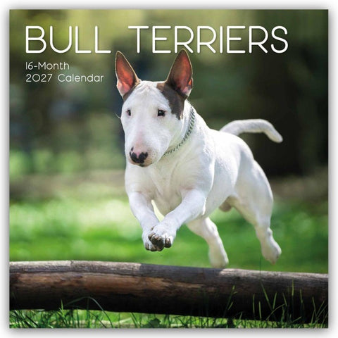 Bull Terrier 2027 – 16-Monatskalender