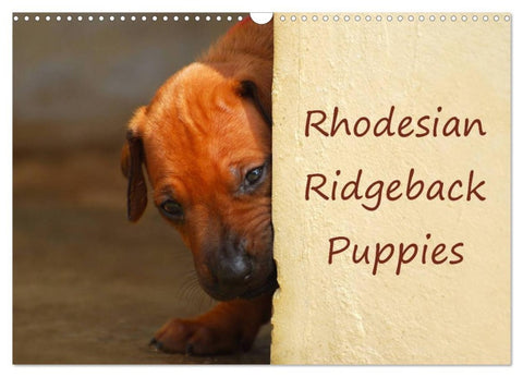 Rhodesian Ridgeback Puppies (Wall Calendar 2026 DIN A3 landscape), CALVENDO 12 Month Wall Calendar