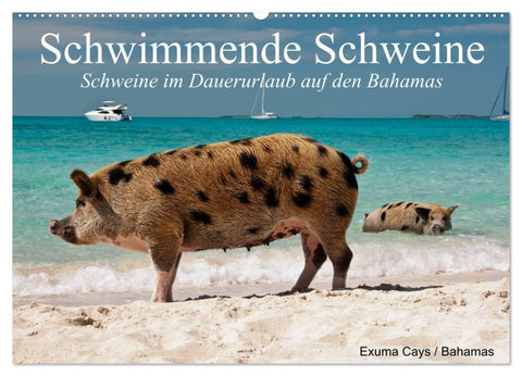 Schwimmende Schweine (Wandkalender 2026 DIN A2 quer), CALVENDO Monatskalender