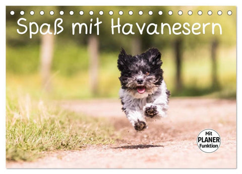 Spaß mit Havanesern (Tischkalender 2026 DIN A5 quer), CALVENDO Monatskalender