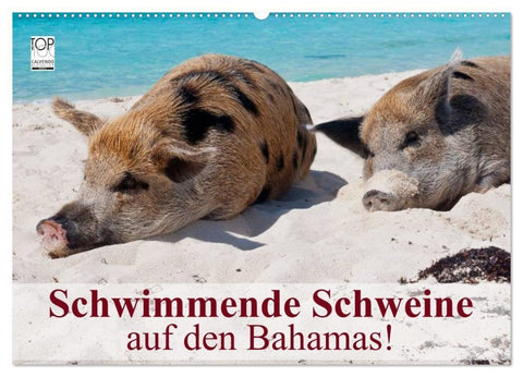 Schwimmende Schweine auf den Bahamas! (Wandkalender 2027 DIN A2 quer), CALVENDO Monatskalender