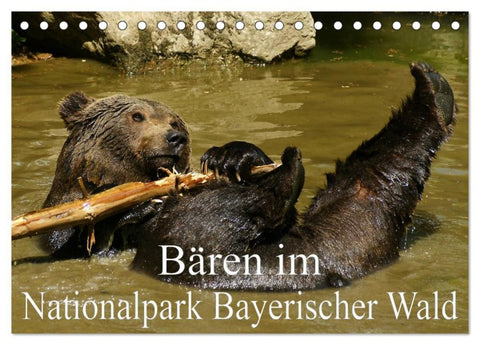 Bären im Nationalpark Bayerischer Wald (Tischkalender 2026 DIN A5 quer), CALVENDO Monatskalender