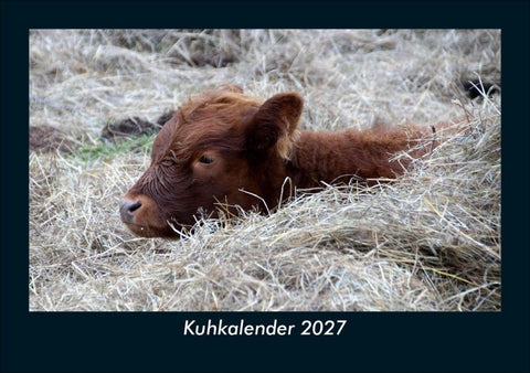 Kuhkalender 2027 Fotokalender DIN A5