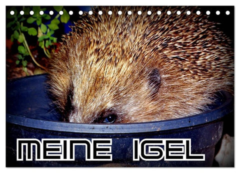 Meine Igel (Tischkalender 2027 DIN A5 quer), CALVENDO Monatskalender