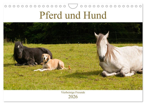 Pferd und Hund - Vierbeinige Freunde (Wandkalender 2026 DIN A4 quer), CALVENDO Monatskalender