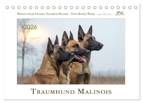 Traumhund Malinois (Tischkalender 2026 DIN A5 quer), CALVENDO Monatskalender