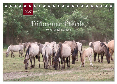 Dülmener Pferde, wild und schön (Tischkalender 2027 DIN A5 quer), CALVENDO Monatskalender