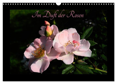 Im Duft der Rosen (Wandkalender 2027 DIN A3 quer), CALVENDO Monatskalender