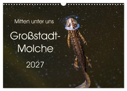 Mitten unter uns - Großstadt-Molche (Wandkalender 2027 DIN A3 quer), CALVENDO Monatskalender