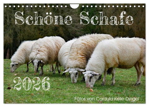 Schöne Schafe (Wandkalender 2026 DIN A4 quer), CALVENDO Monatskalender