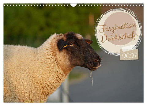 Faszination Deichschafe (Wandkalender 2027 DIN A3 quer), CALVENDO Monatskalender