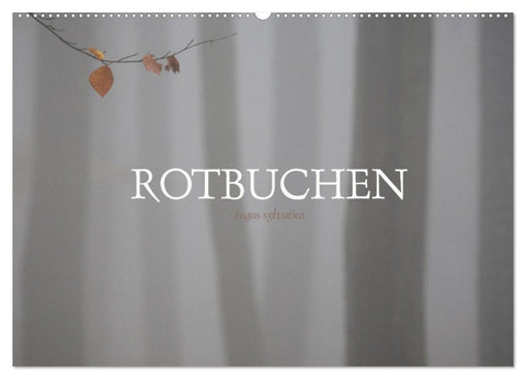 Rotbuchen (Wandkalender 2027 DIN A2 quer), CALVENDO Monatskalender