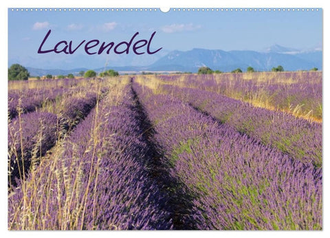 Lavendel (Wandkalender 2027 DIN A2 quer), CALVENDO Monatskalender