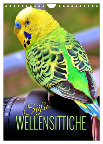 Süße Wellensittiche (Wandkalender 2027 DIN A4 hoch), CALVENDO Monatskalender