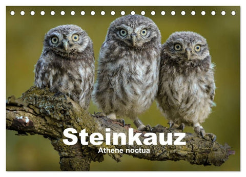 Steinkäuze (Athene noctua) (Tischkalender 2027 DIN A5 quer), CALVENDO Monatskalender