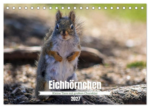 Eichhörnchen - Kleine Tiere mit großem Charakter (Tischkalender 2027 DIN A5 quer), CALVENDO Monatskalender