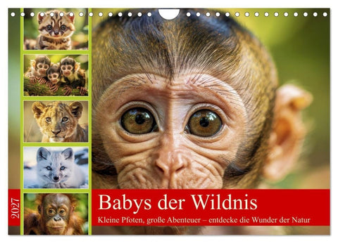 Babys der Wildnis (Wandkalender 2027 DIN A4 quer), CALVENDO Monatskalender