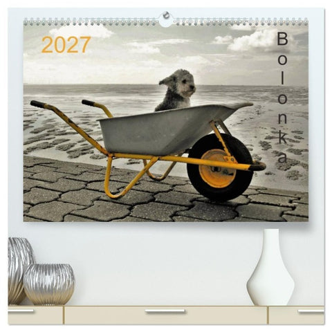 Bolonka 2027 (hochwertiger Premium Wandkalender 2027 DIN A2 quer), Kunstdruck in Hochglanz