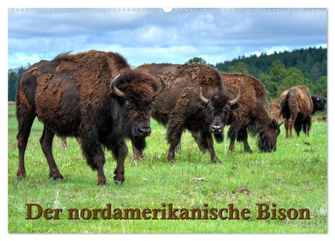 Der nordamerikanische Bison (Wandkalender 2026 DIN A2 quer), CALVENDO Monatskalender