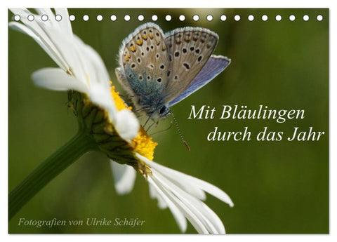 Mit Bläulingen durch das Jahr (Tischkalender 2026 DIN A5 quer), CALVENDO Monatskalender