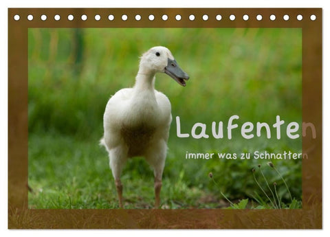 Laufenten immer was zu Schnattern (Tischkalender 2027 DIN A5 quer), CALVENDO Monatskalender
