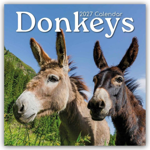 Donkeys – Esel 2027 – 16-Monatskalender