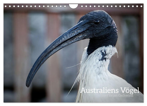 Australiens Vögel (Wandkalender 2027 DIN A4 quer), CALVENDO Monatskalender
