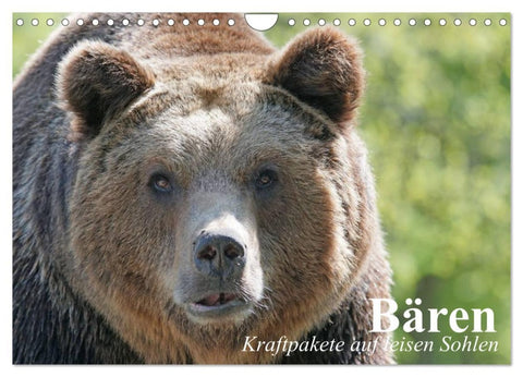 Bären. Kraftpakete auf leisen Sohlen (Wandkalender 2026 DIN A4 quer), CALVENDO Monatskalender