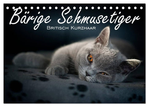 Bärige Schmusetiger - Britisch Kurzhaar / CH-Version (Tischkalender 2026 DIN A5 quer), CALVENDO Monatskalender