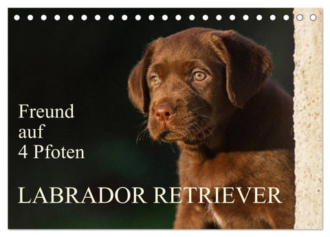 Freund auf 4 Pfoten - Labrador Retriever (Tischkalender 2026 DIN A5 quer), CALVENDO Monatskalender