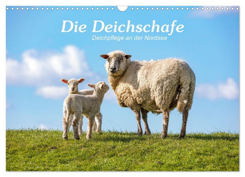 Die Deichschafe. Deichpflege an der Nordsee (Wandkalender 2026 DIN A3 quer), CALVENDO Monatskalender