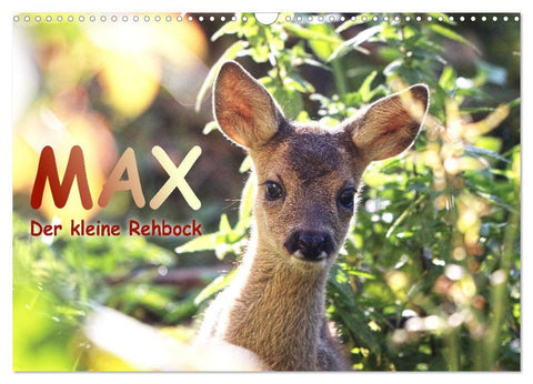 Max, der kleine Rehbock (Wandkalender 2027 DIN A3 quer), CALVENDO Monatskalender