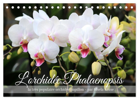 L'orchidée Phalaenopsis (Calendrier de bureau 2027 DIN A5 vertical), CALVENDO calendrier mensuel
