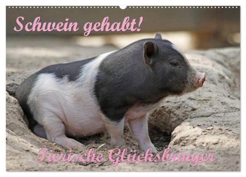 Schwein gehabt! (Wandkalender 2026 DIN A2 quer), CALVENDO Monatskalender