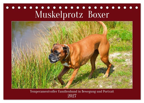 Muskelprotz Boxer (Tischkalender 2027 DIN A5 quer), CALVENDO Monatskalender