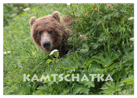 Aug in Aug mit den Braunbären in Kamtschatka (Wandkalender 2027 DIN A2 quer), CALVENDO Monatskalender
