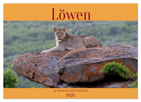 Löwen in Botswana und Südafrika (Wandkalender 2026 DIN A3 quer), CALVENDO Monatskalender