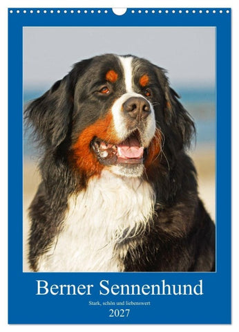 Berner Sennenhund - stark , schön und liebenswert (Wandkalender 2027 DIN A3 hoch), CALVENDO Monatskalender