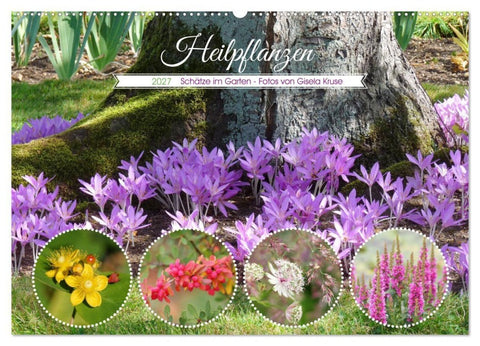 Heilpflanzen - Schätze im Garten (Wandkalender 2027 DIN A2 quer), CALVENDO Monatskalender