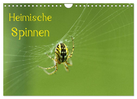 Heimische Spinnen (Wandkalender 2027 DIN A4 quer), CALVENDO Monatskalender
