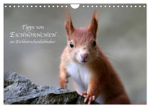 Tipps von Eichhörnchen an Eichhörnchenliebhaber (Wandkalender 2027 DIN A4 quer), CALVENDO Monatskalender