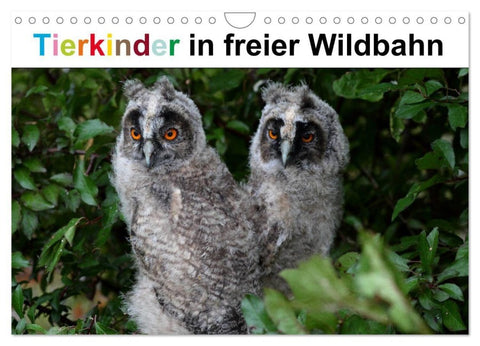 Tierkinder in freier Wildbahn (Wandkalender 2027 DIN A4 quer), CALVENDO Monatskalender